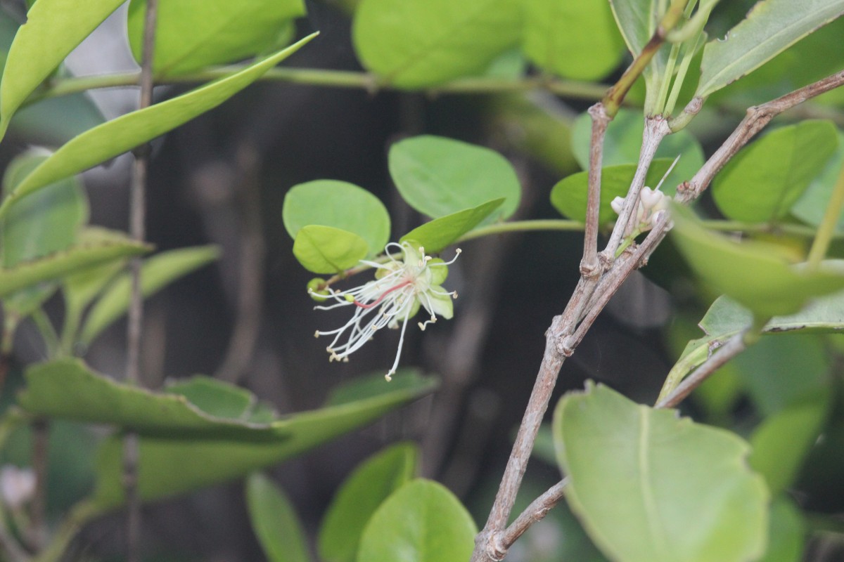 Capparis rotundifolia Rottler